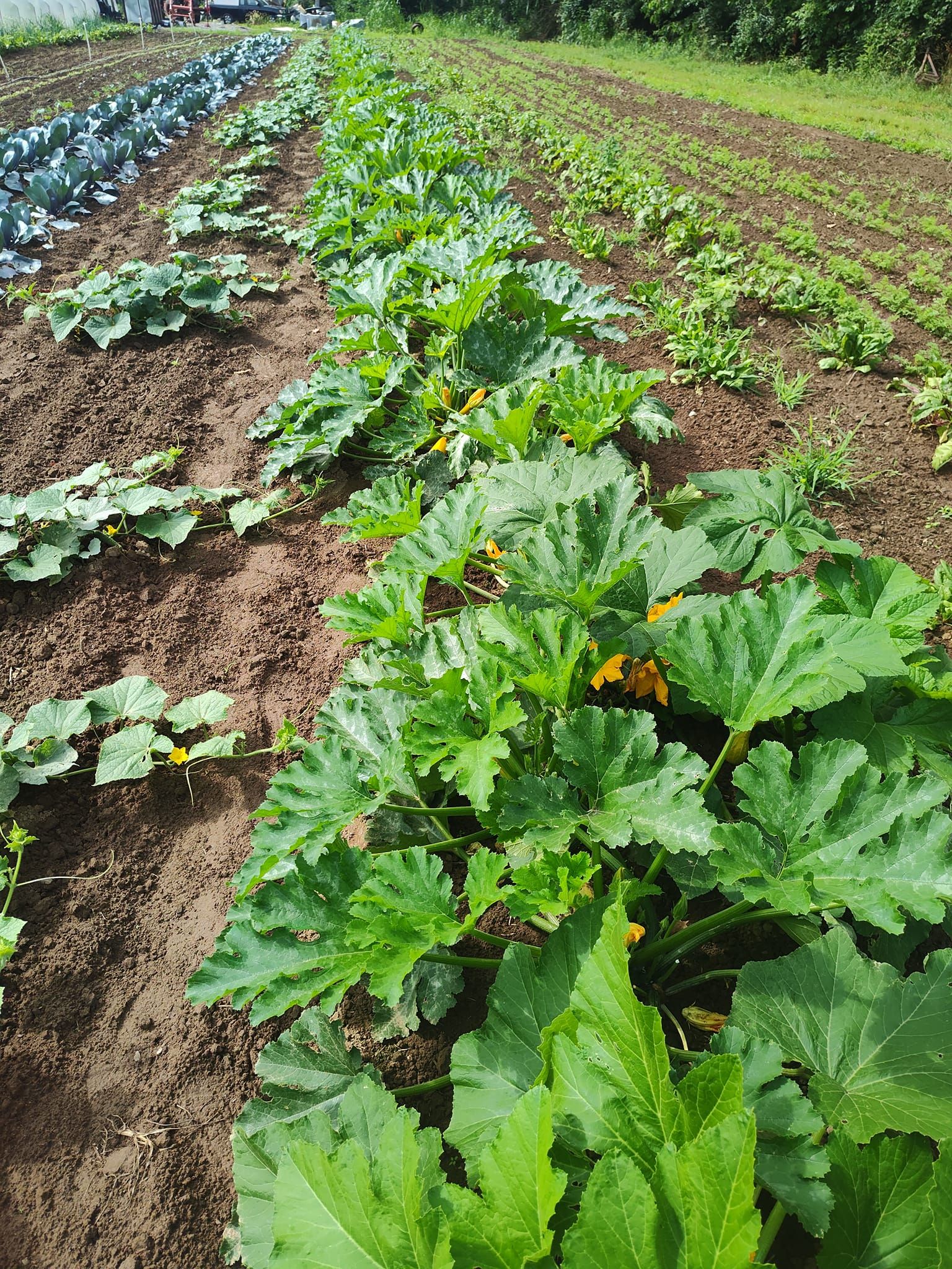 Image of crop rows on the farm