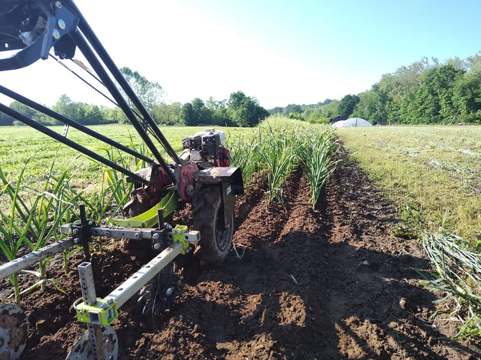 A walk behind piece of farm equipment approaches rows of growing plants