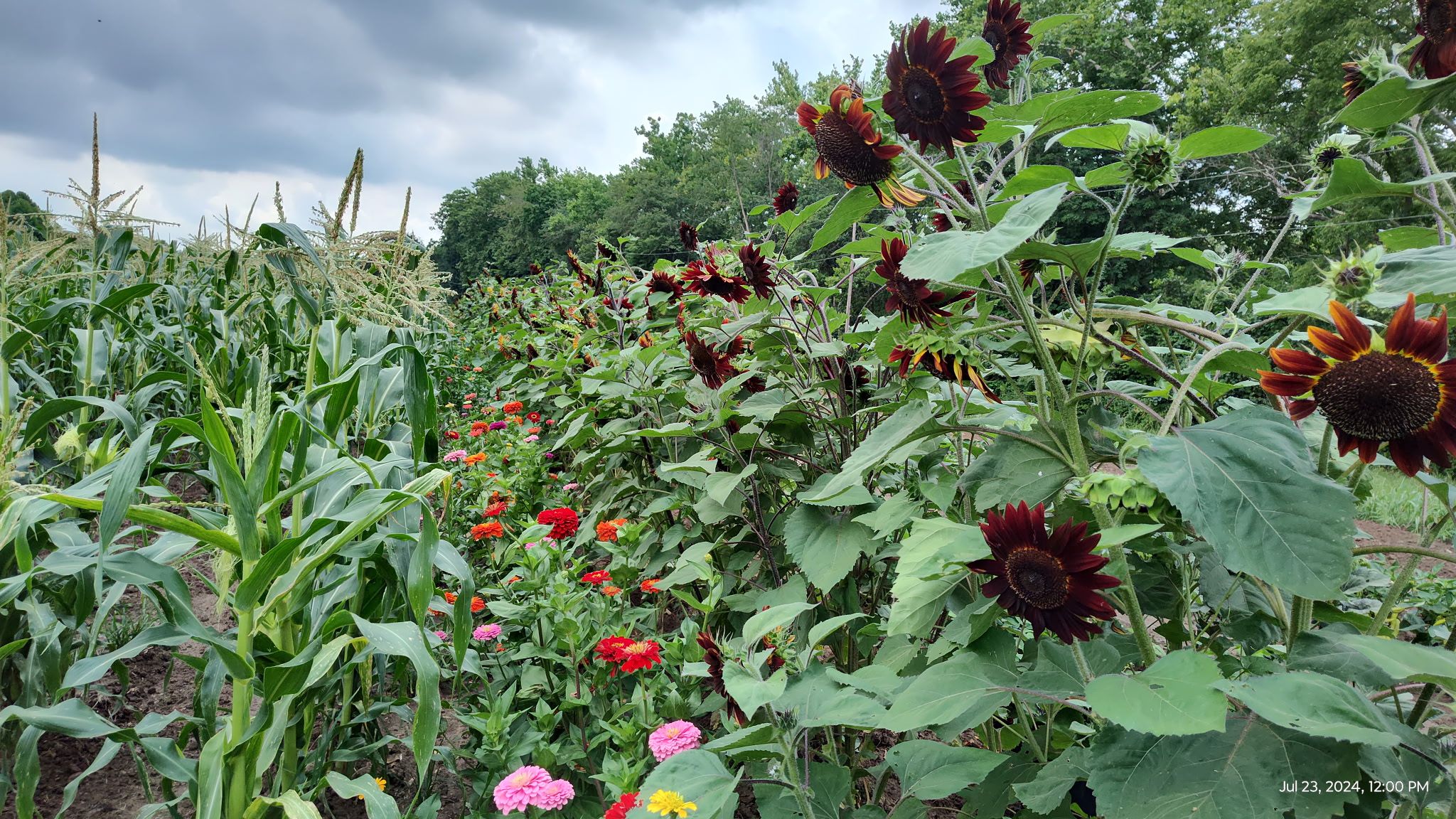 Image of baskets with vegetables on a farm stand
