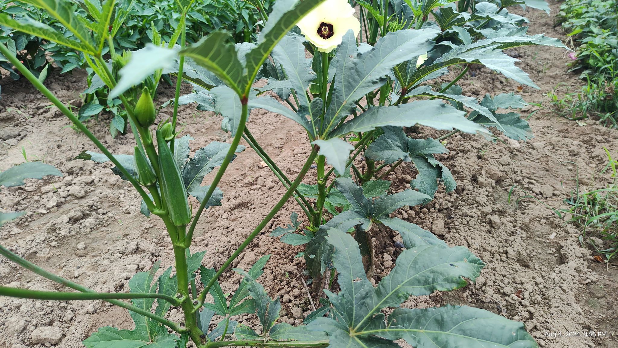 Image of white blossoms on a plant in a crop row